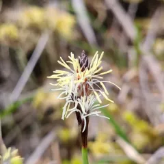 northwestern sedge thumbnail 3
