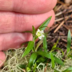 Largeleaf Sandwort thumbnail 4