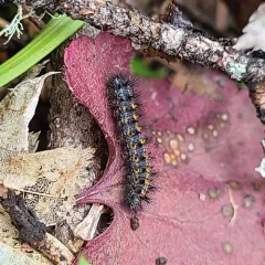 Snowberry Checkerspot thumbnail 4