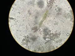 Lepocinclis tripteris thumbnail 3