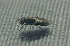 Dusky-veined Mucksucker thumbnail 4