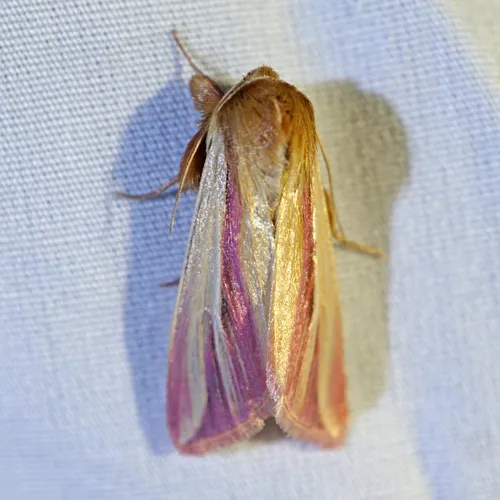 Pink Streak Moth