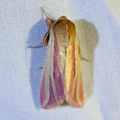 Pink Streak Moth thumbnail 1