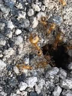 Myrmecocystus pyramicus thumbnail 2
