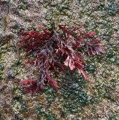 sea laurel thumbnail 4