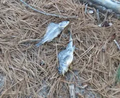 Ruffe thumbnail 2