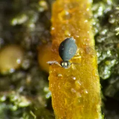 Sminthurinus elegans thumbnail 4