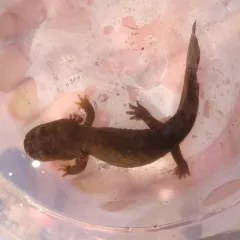 Pacific Giant Salamander thumbnail 4