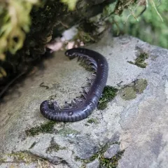 Californiulus euphanus thumbnail 2