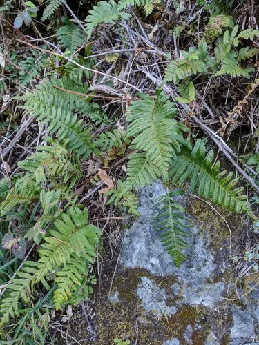 California Polypody