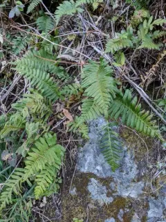 California Polypody thumbnail 1
