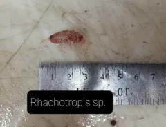Rhachotropis aculeata thumbnail 3