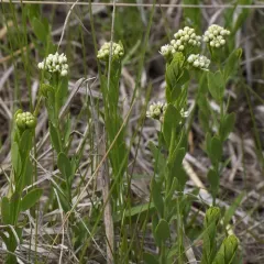 bastard toadflax thumbnail 3