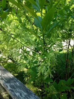 white fringetree thumbnail 4