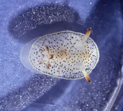 Black and White Dorid thumbnail 4