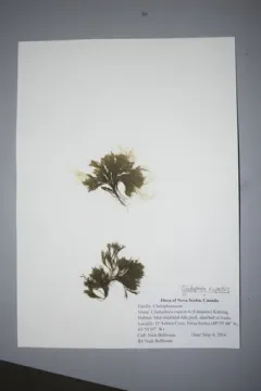 Cladophora rupestris thumbnail 3