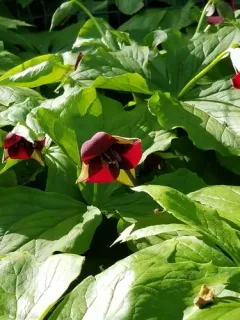 southern red trillium thumbnail 2