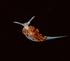 Opalescent Nudibranch thumbnail 2