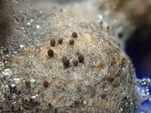 Cercophora scortea