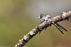 Nicocles canadensis thumbnail 3
