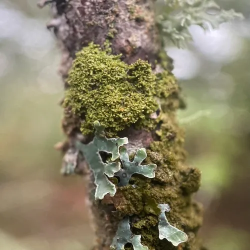 Lustrous Camouflage Lichen