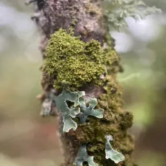 Lustrous Camouflage Lichen thumbnail 1