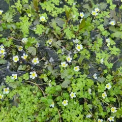 common water-crowfoot thumbnail 3