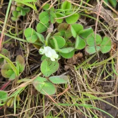 Subterranean Clover thumbnail 4