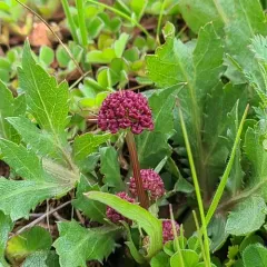 Purple Sanicle thumbnail 3