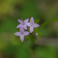 Field madder thumbnail 2
