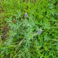 Miniature Lupine thumbnail 4