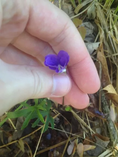 Britton's Coast Violet