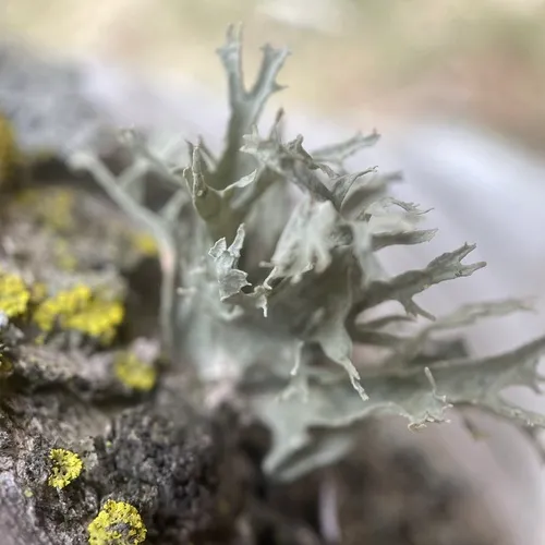 Sinewed Bushy Lichen