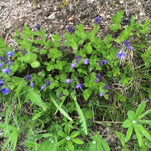 cusick's speedwell