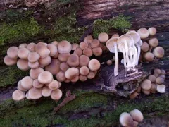 Mycena semivestipes thumbnail 2