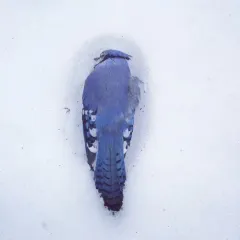Blue Jay thumbnail 5