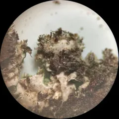 Powdery-margined Cryptic Shade Lichen thumbnail 3