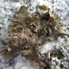 Lustrous Camouflage Lichen thumbnail 4