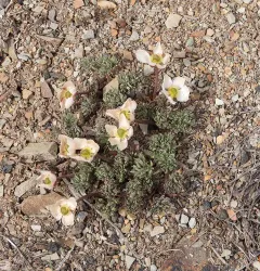 Anderson's buttercup thumbnail 4