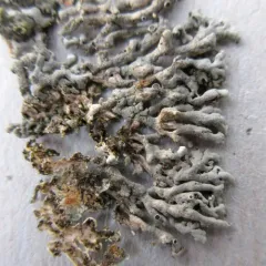 Outward-looking Rosette Lichen thumbnail 2