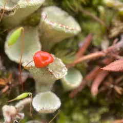 Red-fruited Pixie Cup thumbnail 1