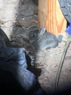 Pygmy Rabbit thumbnail 2