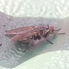 Vagabond Cluster Fly thumbnail 2
