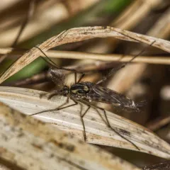 Chaoborus trivittatus thumbnail 4
