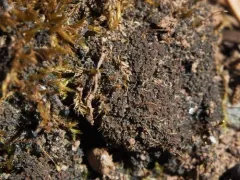 Appressed Jellyskin Lichen thumbnail 3