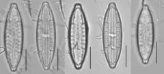 Mastogloia lacustris thumbnail 1