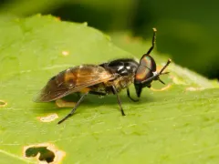 Hybomitra hinei thumbnail 2