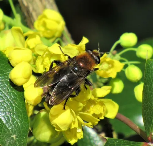 Bumblebee Catkin Fly