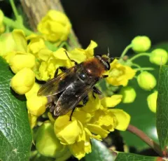Bumblebee Catkin Fly thumbnail 1