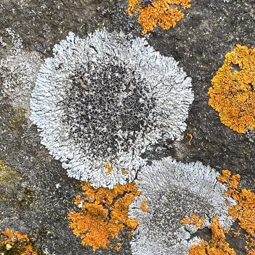 black-eyed rosette lichen